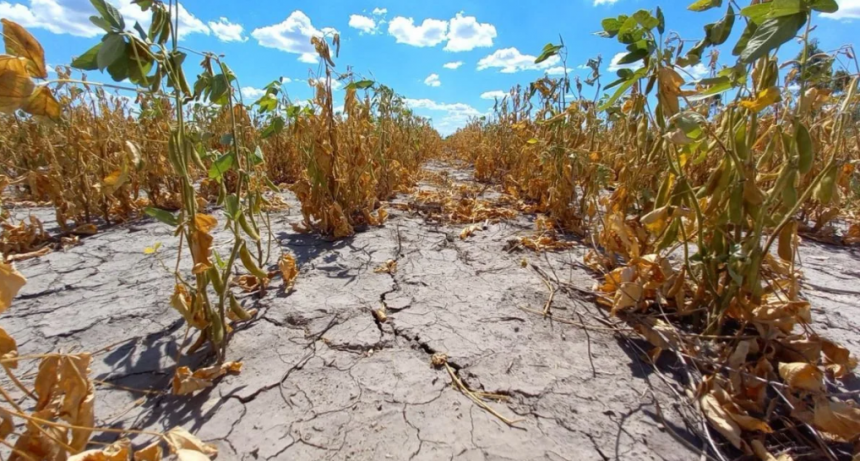 Prorrogan la emergencia agropecuaria por sequía en Santa Fe: beneficios y cómo acceder