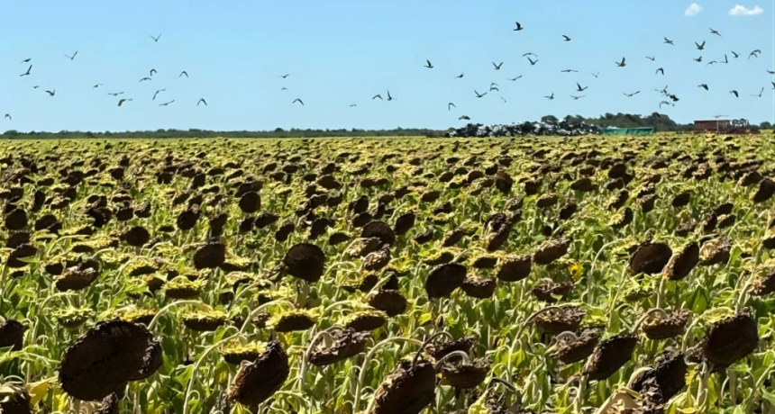 Girasol bajo ataque: claves de manejo para reducir pérdidas por palomas y cotorras