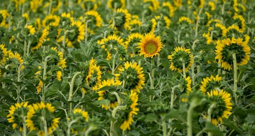 Lluvias desparejas, pero con buen impacto: panorama alentador para la campaña agrícola en el centro norte santafesino