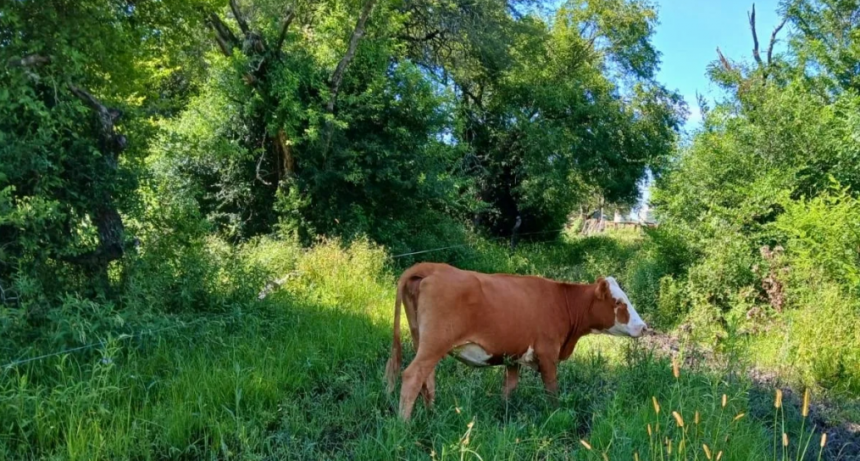 Cómo la ganadería integrada al bosque nativo logró recuperar suelos erosionados en el norte de Santa Fe