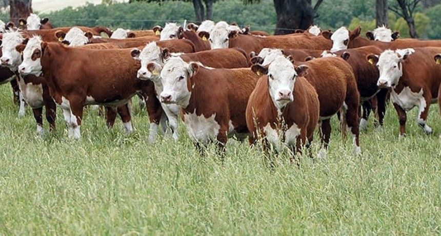 La ganadería nacional ante el desafío de producir más con un stock limitado