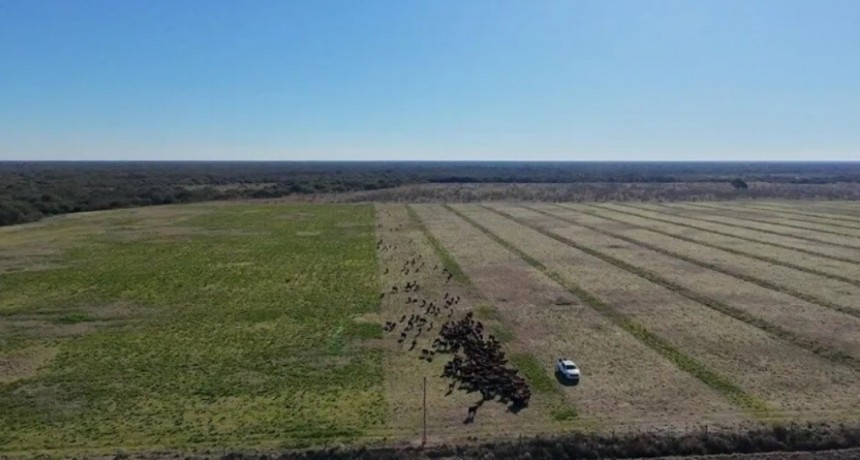 A la sombra de los algarrobos, un modelo innovador de ganadería regenerativa crece en Santa Fe