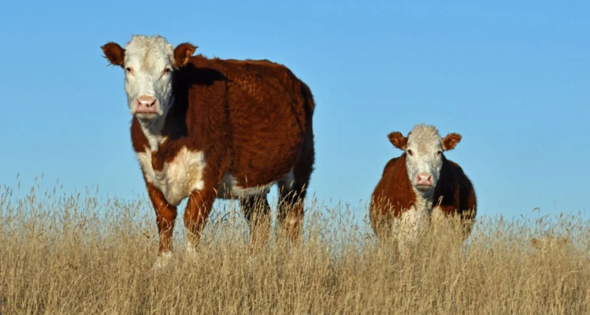 Sequía, recrías y stock: el clima define el despegue de la ganadería