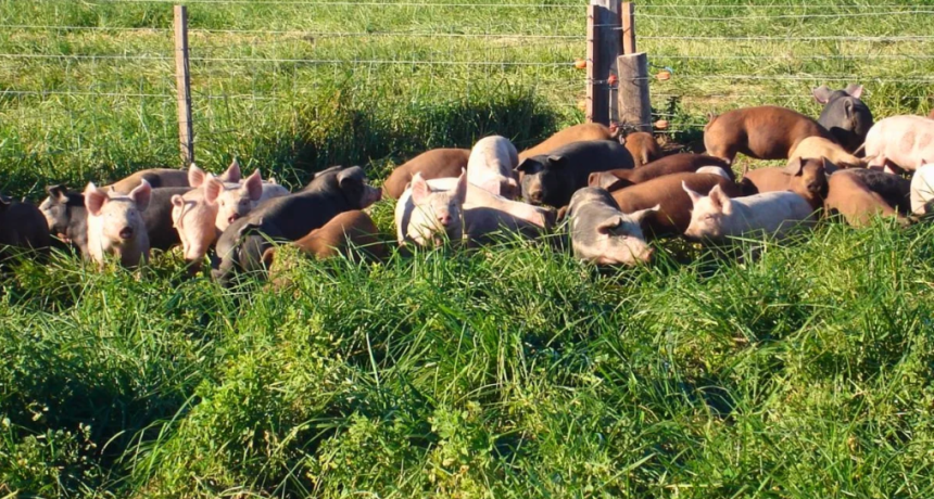 Cerdo a pasto: una producci&oacute;n que vuelve para crear valor