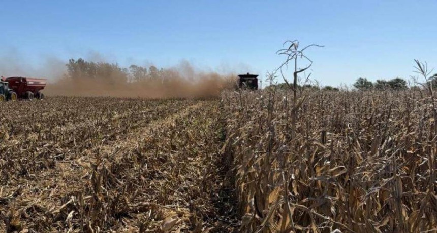 Un cisne negro para el ma&iacute;z: reapareci&oacute; el carb&oacute;n de la panoja y &ldquo;hace polvo&rdquo; los rindes