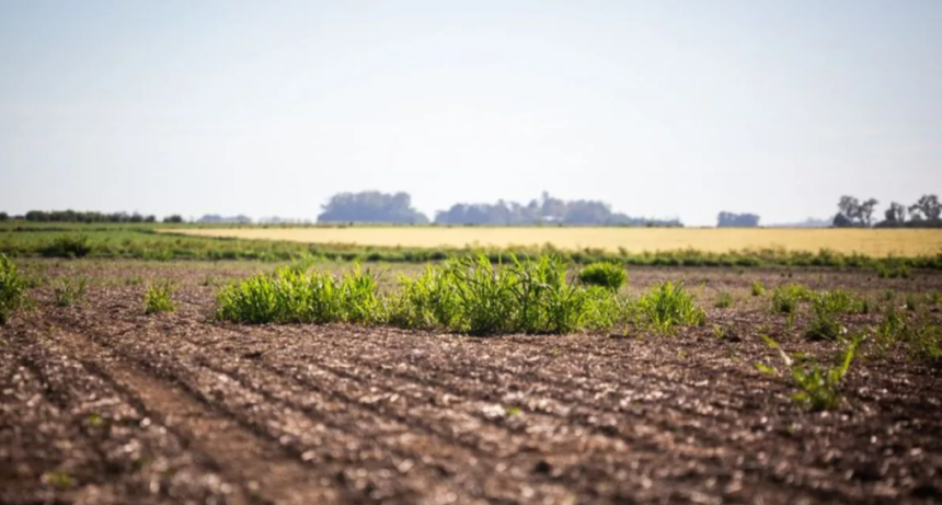 Aparece un nuevo herbicida contra malezas resistentes: clave para soja y algod&oacute;n