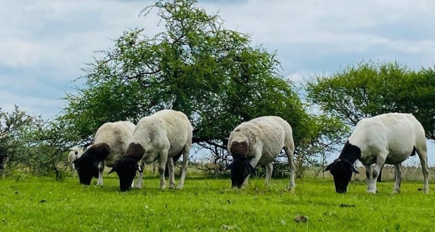 Alerta de Senasa: se detect&oacute; la &ldquo;vaca loca&rdquo; de los ovinos en Argentina y el pa&iacute;s pierde un status sanitario