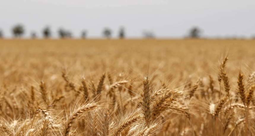Campa&ntilde;a de trigo 2026/27: el impacto del conflicto de Medio Oriente en los n&uacute;meros del productor argentino