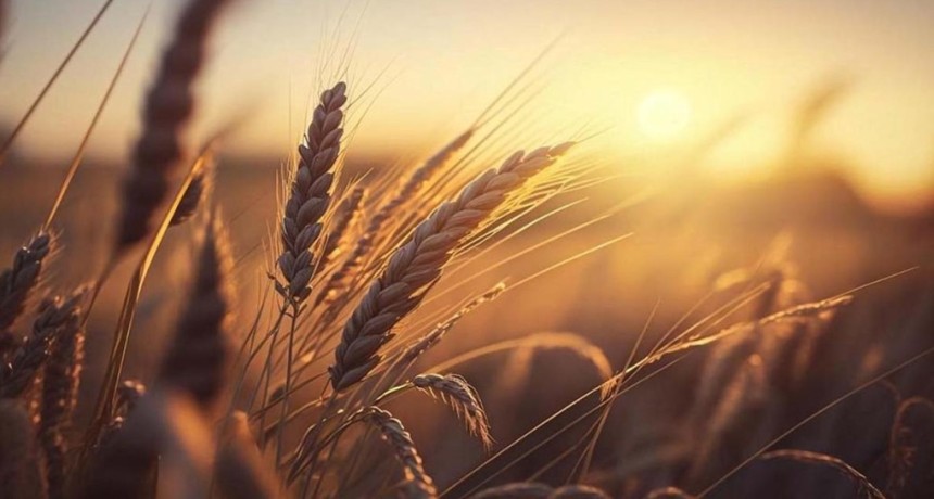 Del lote al tablero global, el agro redefine su negocio