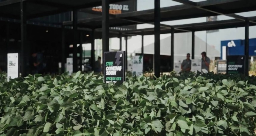 Gen&eacute;tica en ma&iacute;z y soja: &iquest;c&oacute;mo influyen la lluvia y los suelos de cada regi&oacute;n para alcanzar un rinde ideal?