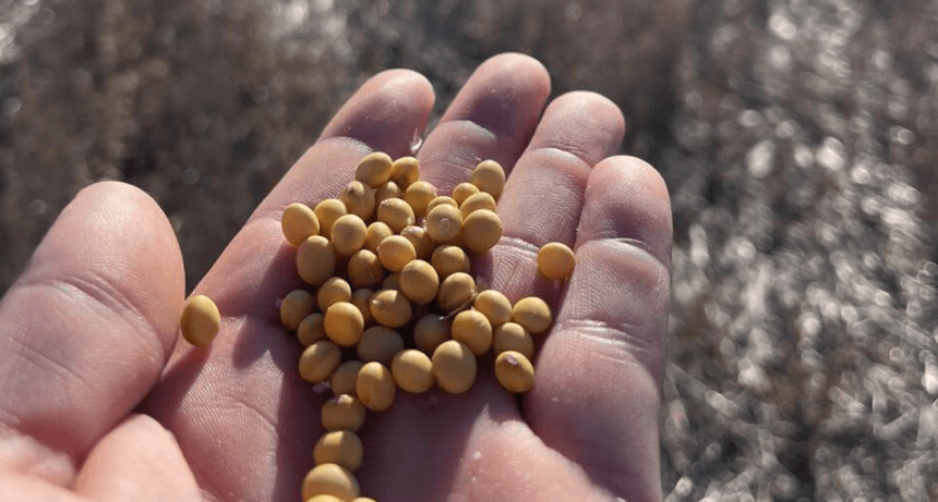 Un debate empantanado: semilleros en crisis y productores que no se quieren &ldquo;inmolar&rdquo; con UPOV 91