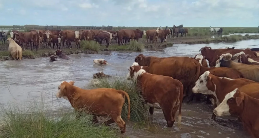 Norte de Santa Fe: advierten que hay 700.000 cabezas de ganado en riesgo por el temporal