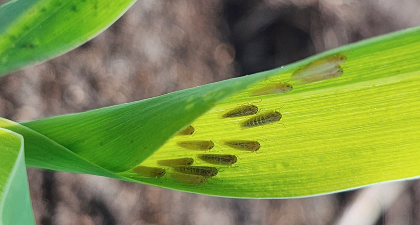 Chicharrita: sube la presi&oacute;n en 2026, pero llega tarde para la mayor&iacute;a del ma&iacute;z