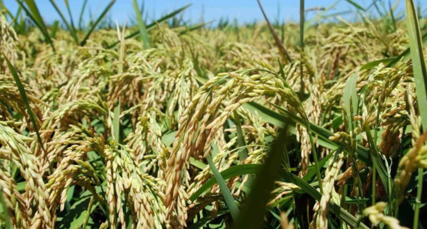 Productores arroceros en crisis: precios inviables paralizan la actividad en Santa Fe