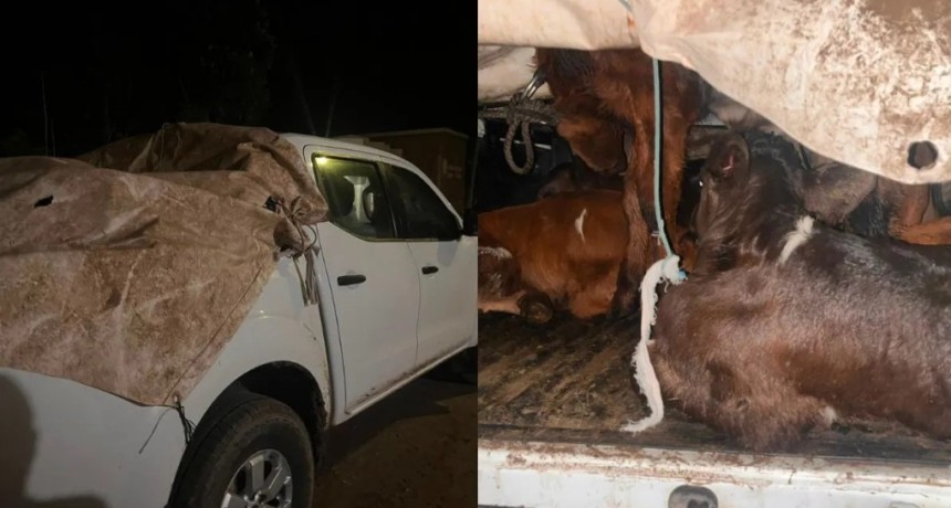 Llevaba nueve terneros en una camioneta y sin documentaci&oacute;n: lo fren&oacute; la polic&iacute;a en la Ruta Nacional 11