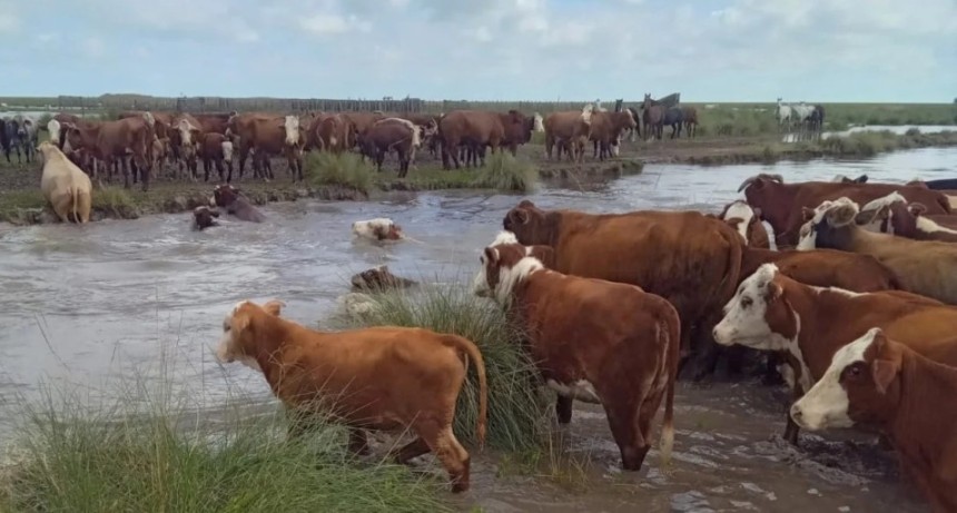 El agro mira al cielo: prev&eacute;n un Ni&ntilde;o de considerable intensidad para la pr&oacute;xima campa&ntilde;a