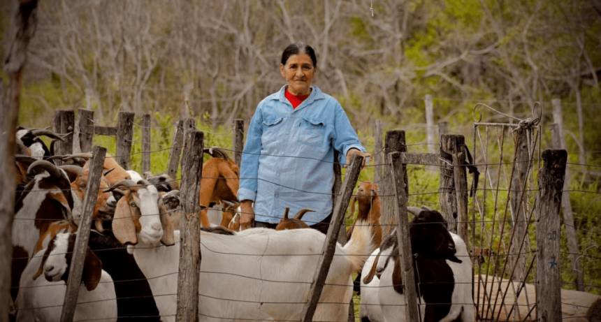 Hito exportador en Chaco: la carne de chivos y cabras de El Impenetrable comienza a viajar al exterior