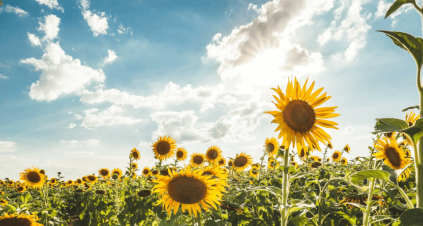 Con el girasol como punta de lanza, las exportaciones agroindustriales contin&uacute;an acelerando