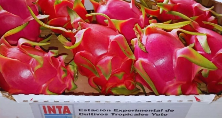 Qu&eacute; es la pitahaya: la &ldquo;fruta del drag&oacute;n&rdquo; que gana terreno y es una oportunidad para el norte argentino