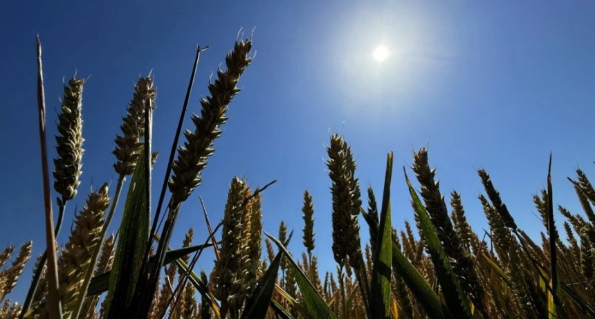 El trigo recupera ritmo de siembra y se mantienen las proyecciones para soja y ma&iacute;z