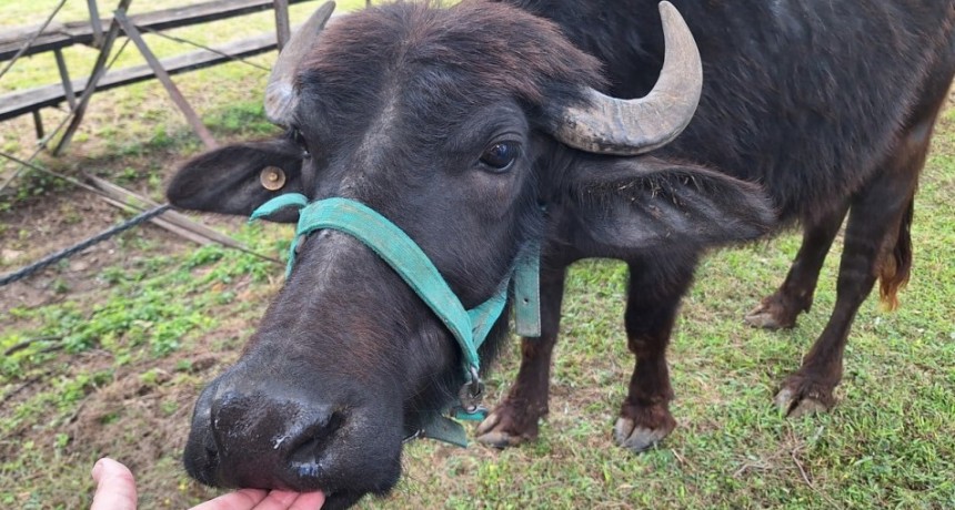 De los campos de Santa Fe al mundo: el auge del búfalo en la ganadería