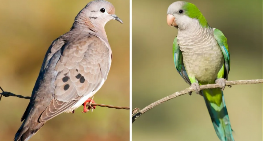 Avanza la declaración de plaga para palomas y cotorras en Santa Fe: qué medidas se tomarían