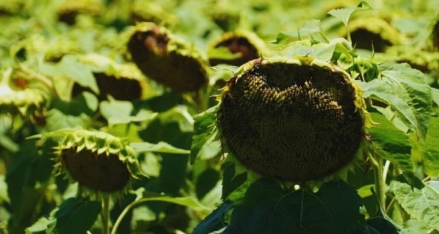 Girasol: la artillería “antiaérea” que propone el INTA para protegerlo de palomas y cotorras