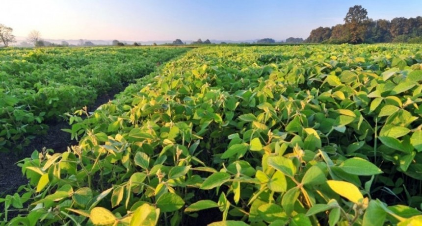 Exportaciones santafesinas: aumentan los volúmenes, pero no acompañan los precios