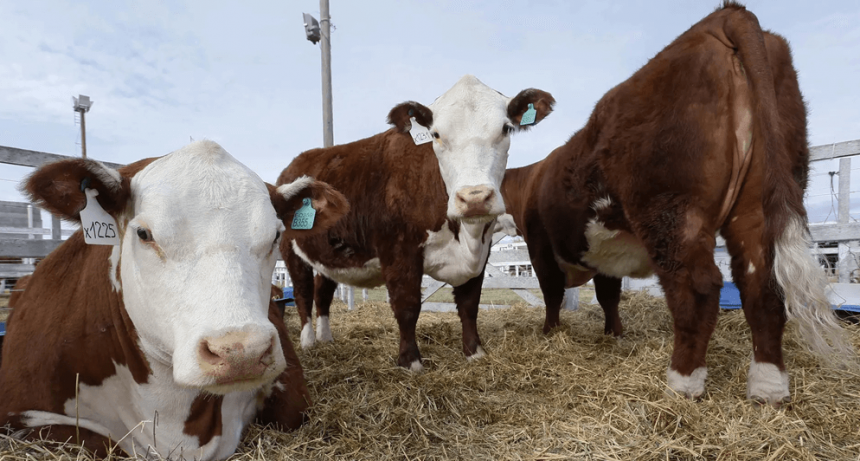 Más presión para los precios de la carne vacuna: la producción se contrae a nivel mundial