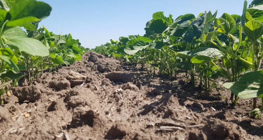 Soja de segunda en el centro norte de Santa Fe: la superficie se mantiene en el techo histórico