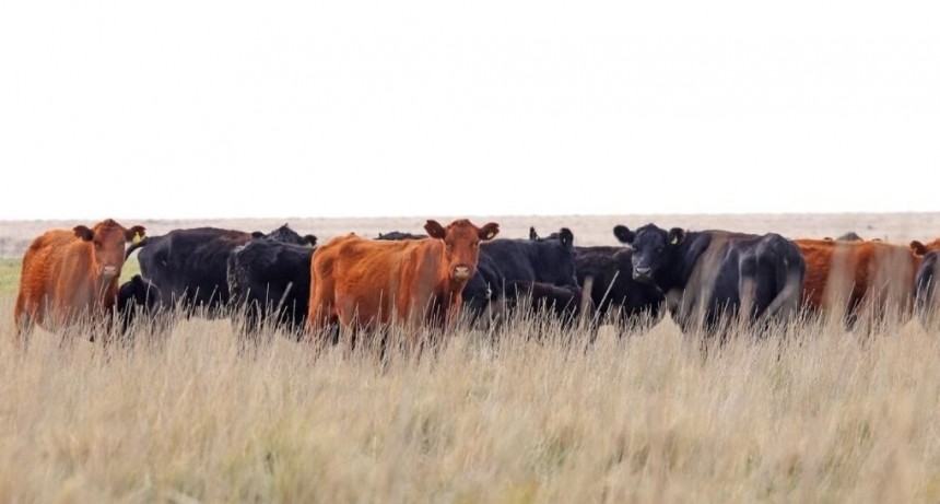 Los productores se suben al “boom” ganadero con más vientres y más kilos