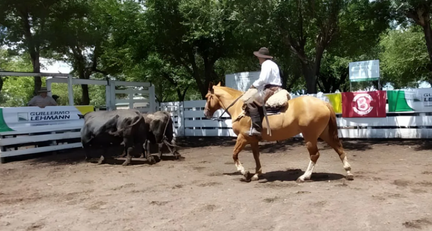 Braford a valores firmes: los precios del último remate raza carne del 2025