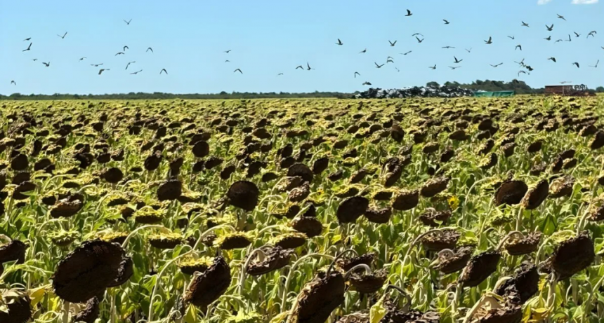 Desecado estratégico en girasol: una clave para reducir pérdidas por palomas y cotorras