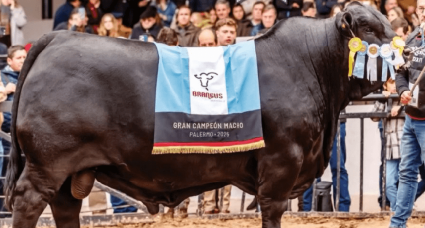 Un “Morocho” campeón mundial: el mejor toro Brangus del Planeta es argentino