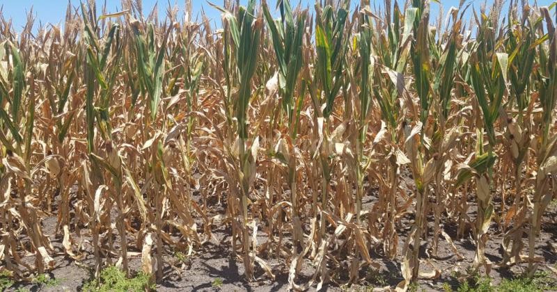 Altas temperaturas y falta de lluvias: más de 40% de los cultivares de maíz muestran secuelas 