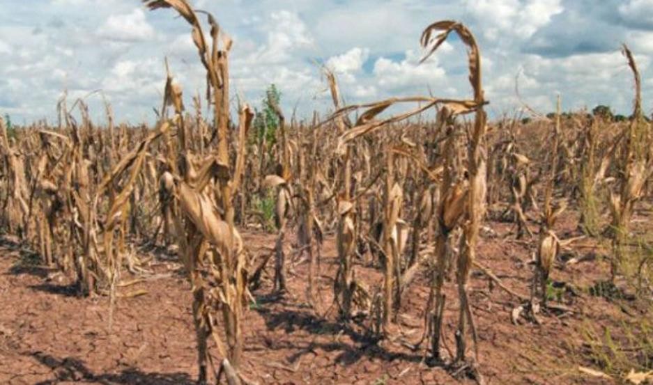 Por la sequía, caerían en unos U$S 5 mil millones las exportaciones del agro