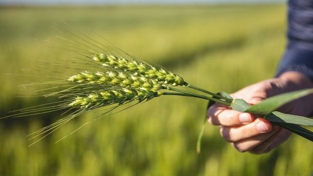 Genética y calidad ponen al trigo en un nuevo nivel