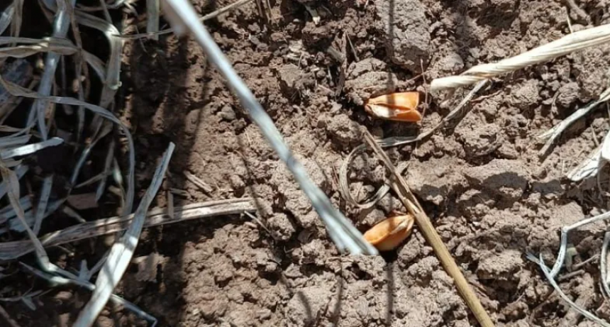 Las lluvias fueron escasas y podrían ser una trampa peligrosa