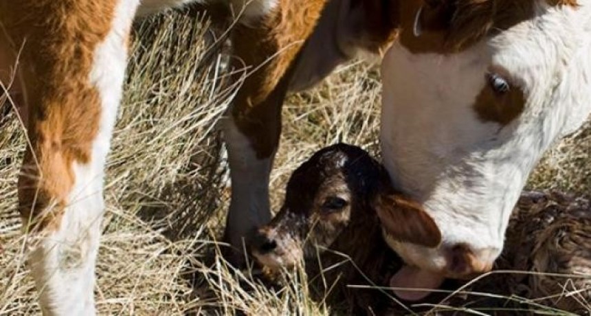 En Vera la sequía es tan intensa que complica la fecundidad de las vacas y provoca 