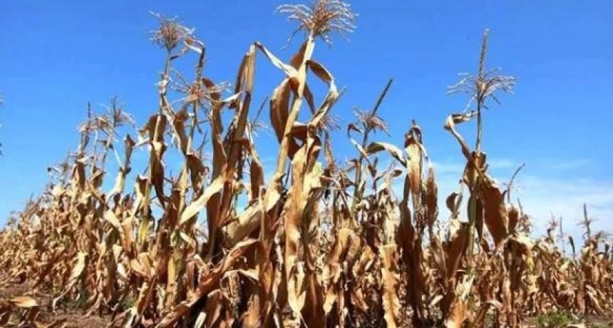 Desde Carsfe piden "eliminar los pasos burocr&aacute;ticos" para agilizar los tr&aacute;mites de la Emergencia Agropecuaria 