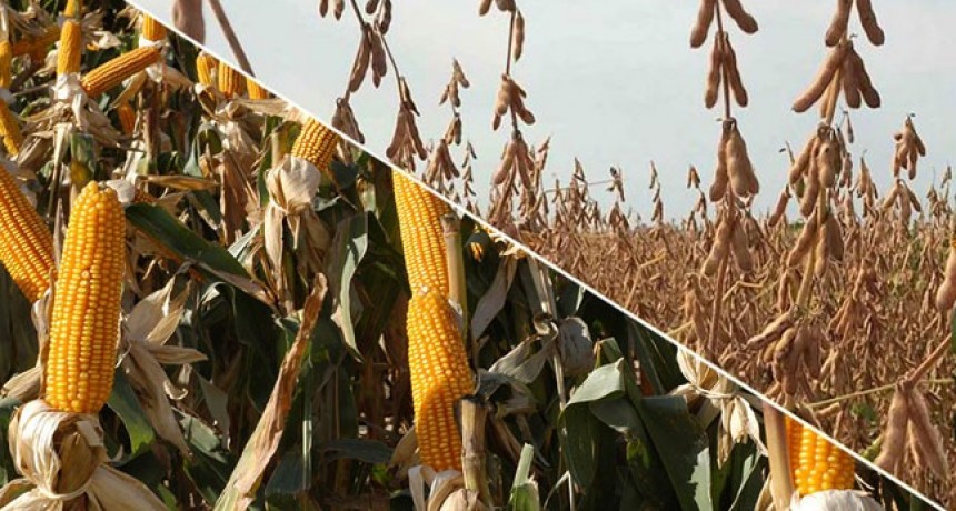 El USDA estimó para Argentina una cosecha de soja de 50 millones de tn. y de maíz de 55 millones