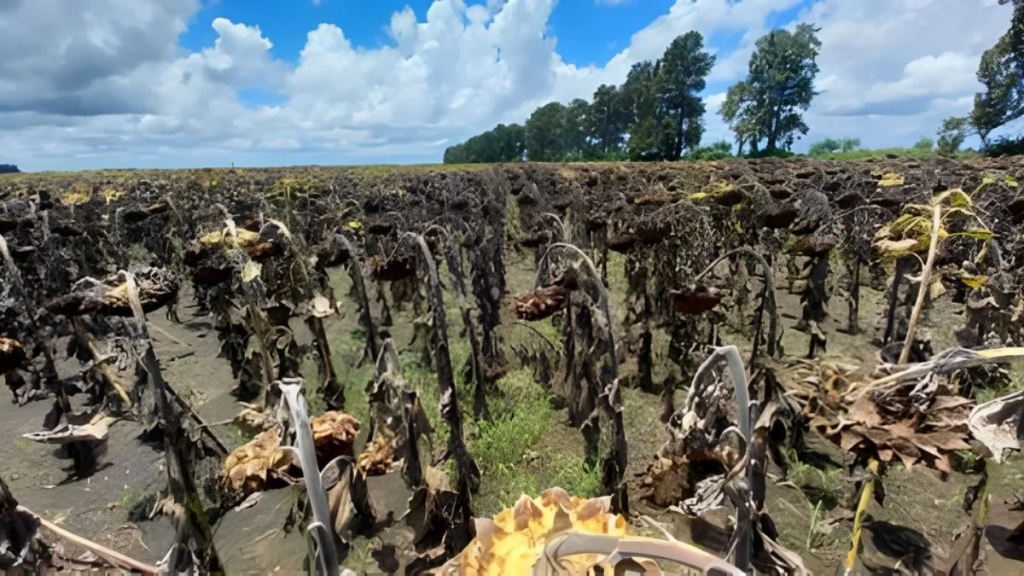 Las lluvias frenaron la cosecha de girasol en el norte santafesino