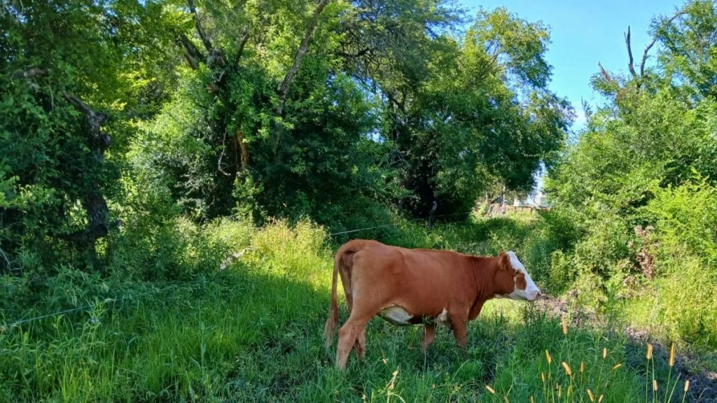 Cómo la ganadería integrada al bosque nativo logró recuperar suelos erosionados en el norte de Santa Fe
