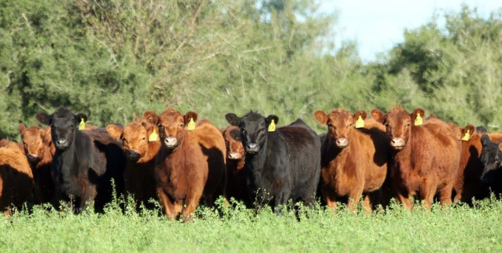 Acuerdo Unión Europea-Mercosur: un año clave para la carne vacuna argentina