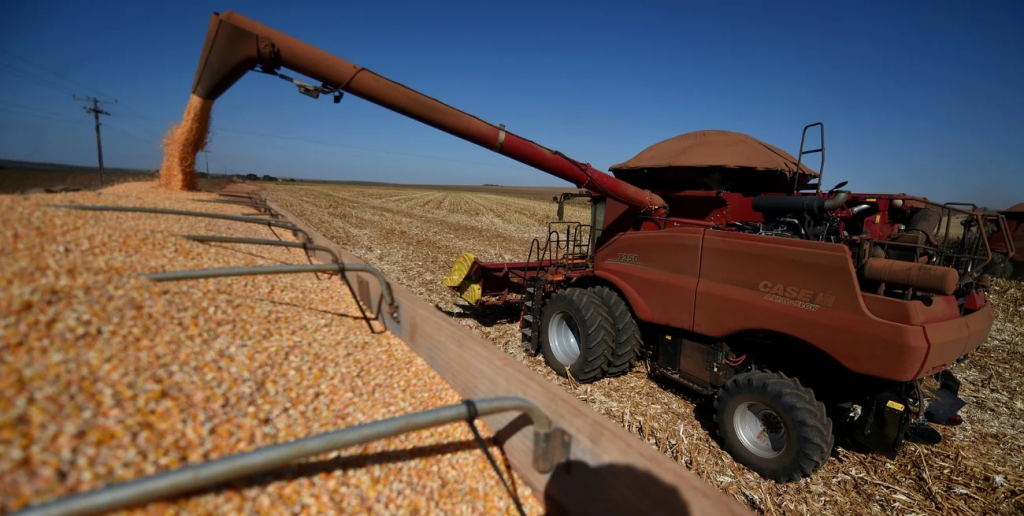 El maíz rompe todas las marcas: proyectan una cosecha récord de 62 millones de toneladas