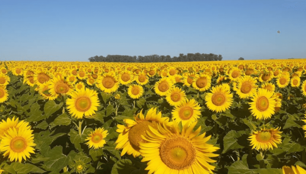 Girasol: el Senasa avanza con un plan preventivo para evitar la aparición de una “maleza plaga” letal