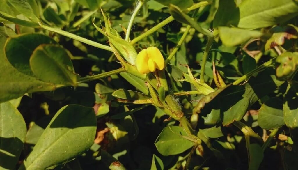 El más “dulce” del mundo: el sello distintivo del maní cordobés, que se potencia con la fertilización