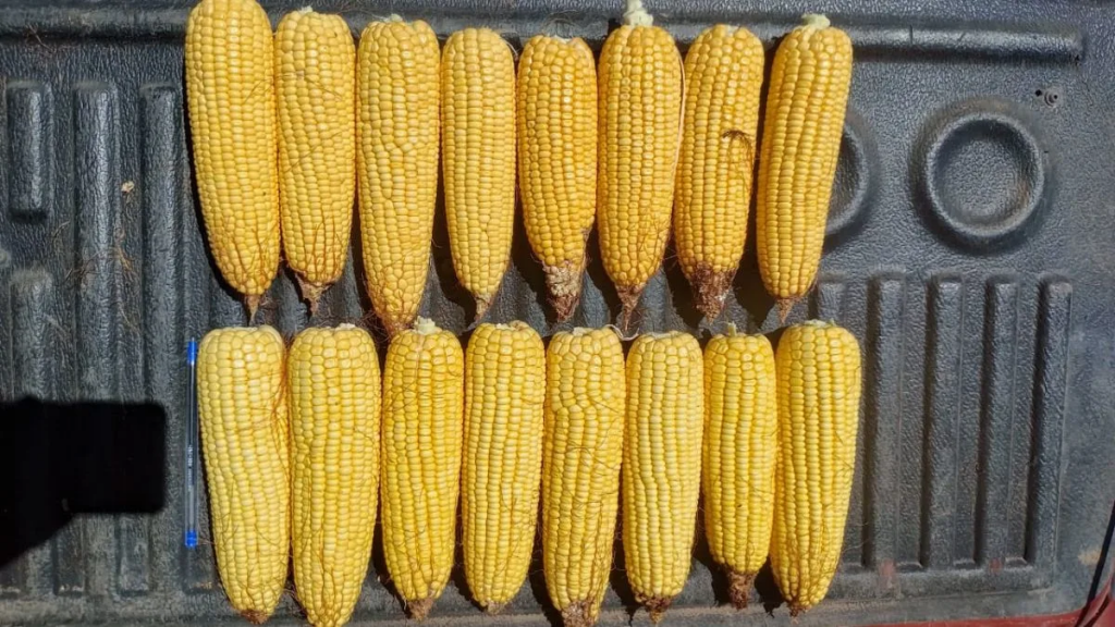 Falta de agua en la principal zona maicera del país: impacto dispar en los cultivos estivales