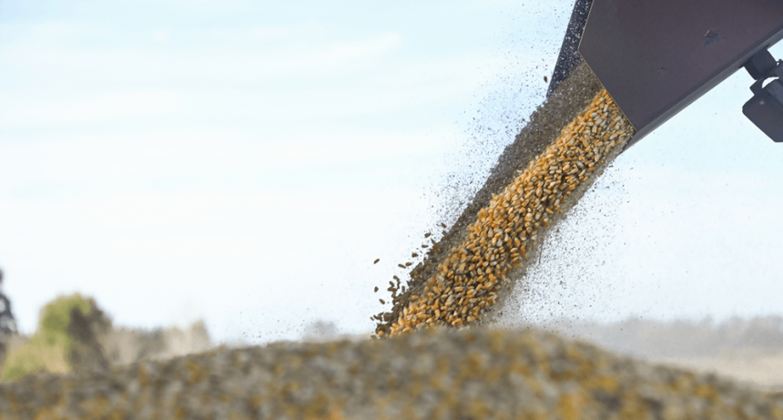 Otra buena del maíz: el mercado local sostiene precios por encima de Chicago