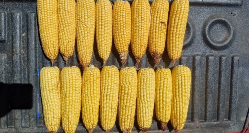 Falta de agua en la principal zona maicera del país: impacto dispar en los cultivos estivales